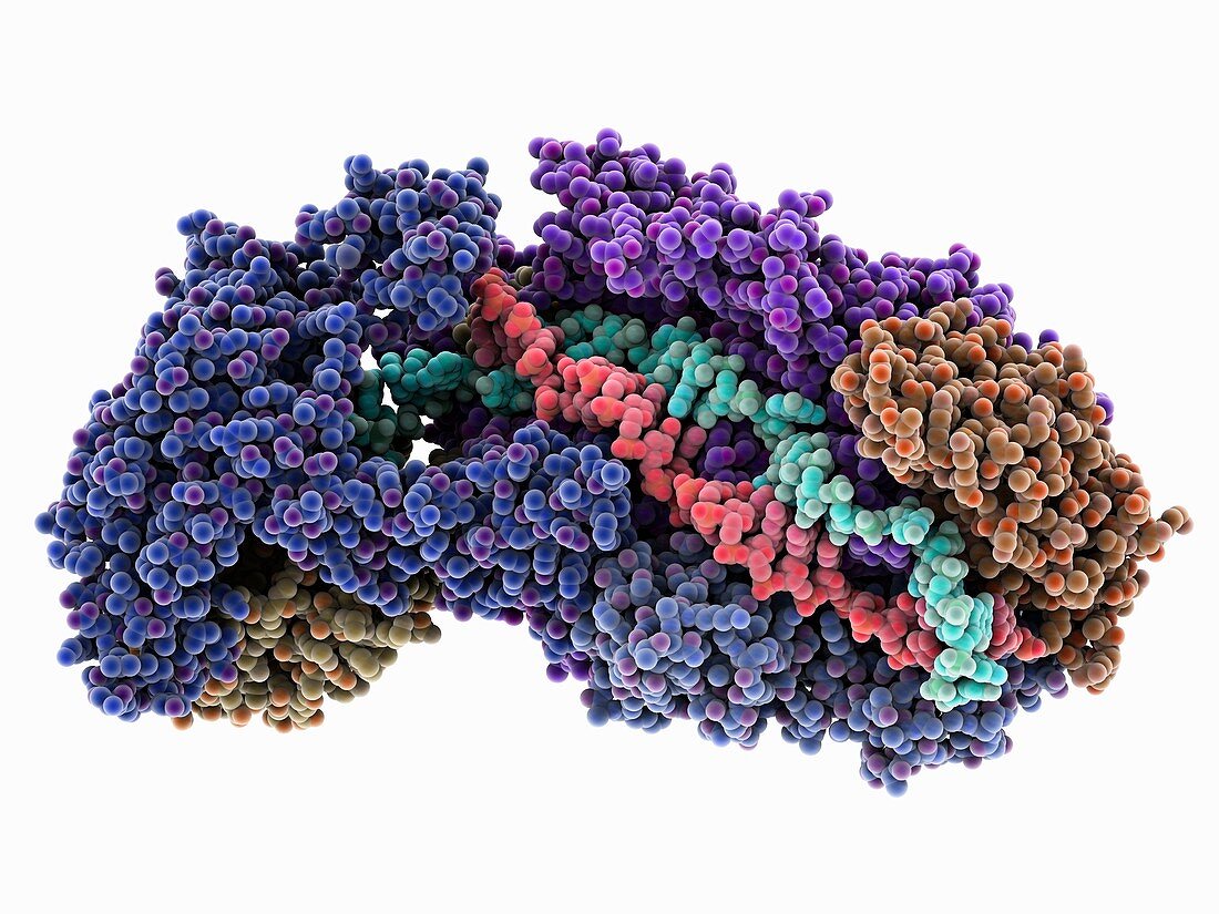 CRISPR-Cas RNA silencing complex