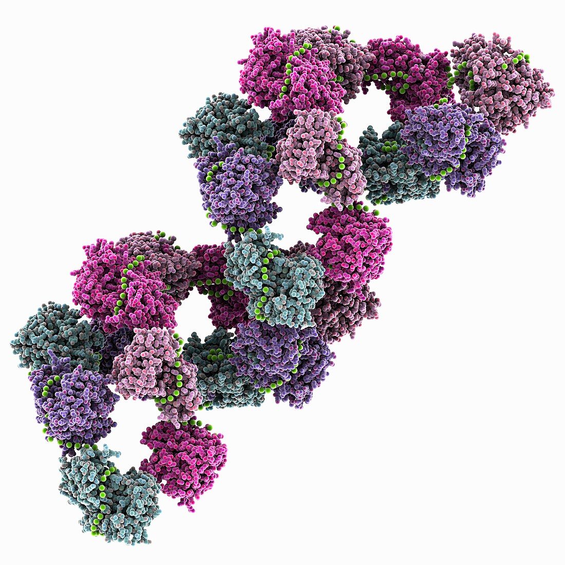 Influenza A ribonucleoprotein complex