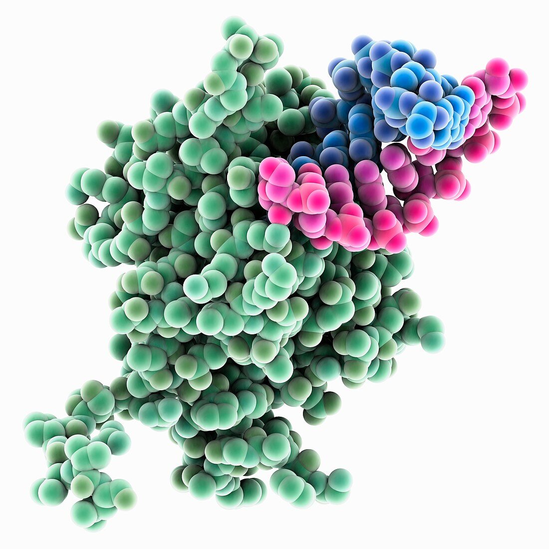 Lassa virus nucleoprotein complex