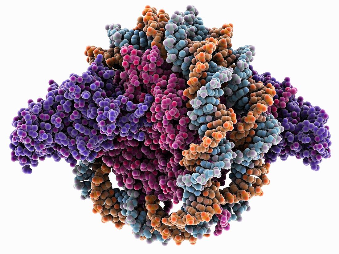 Nucleosome regulatory complex
