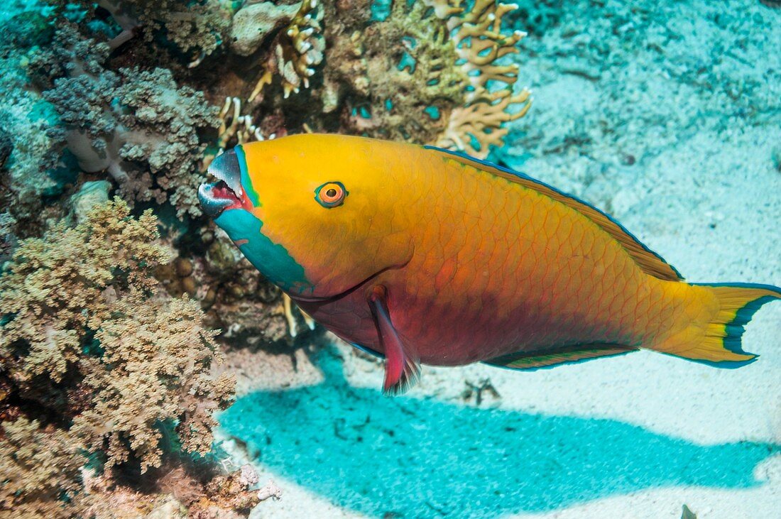 Steepheaded parrotfish