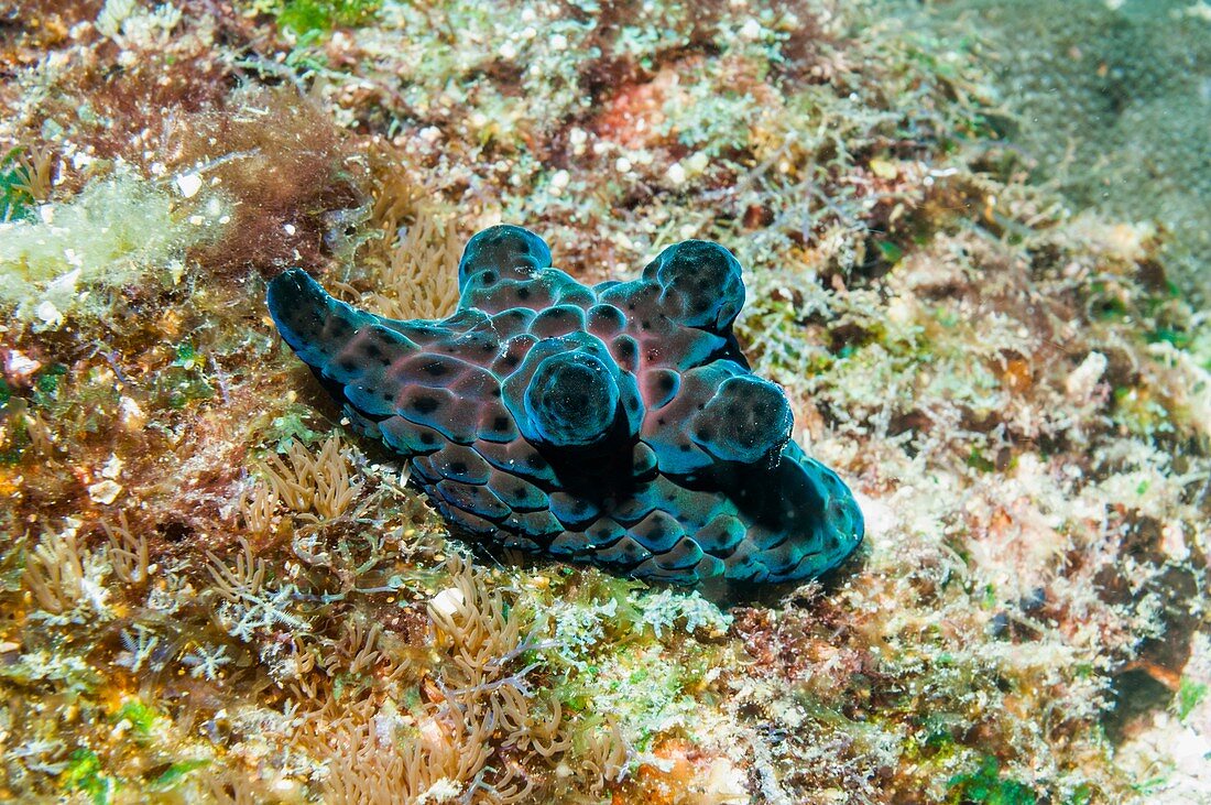Coriocella sea snail
