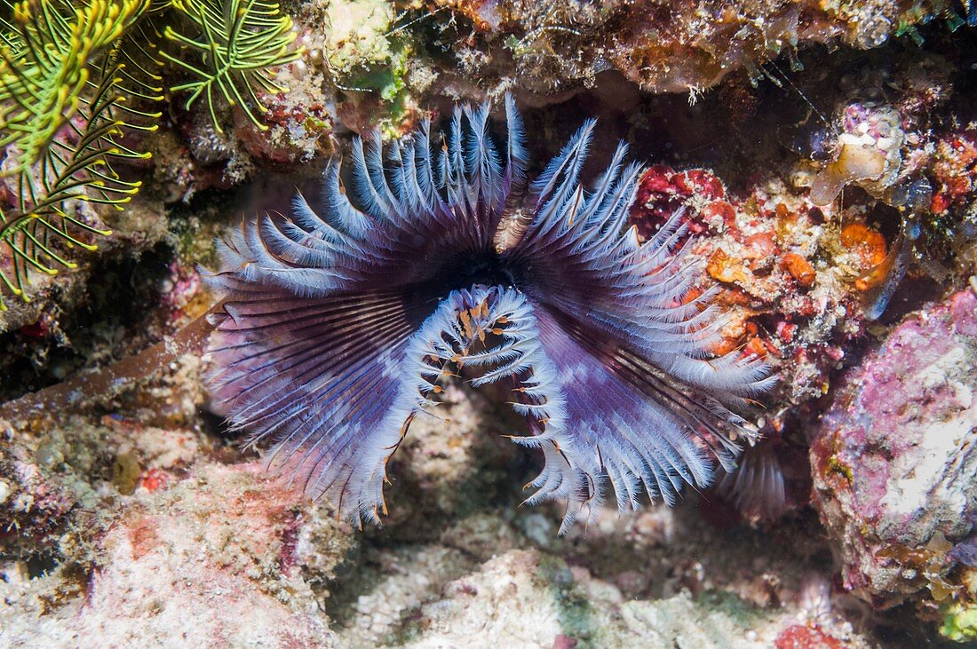 Featherduster tube worm