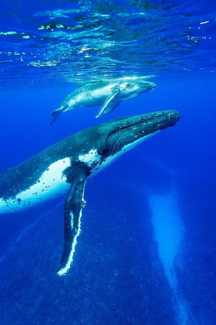 Humpback whale mother and calf