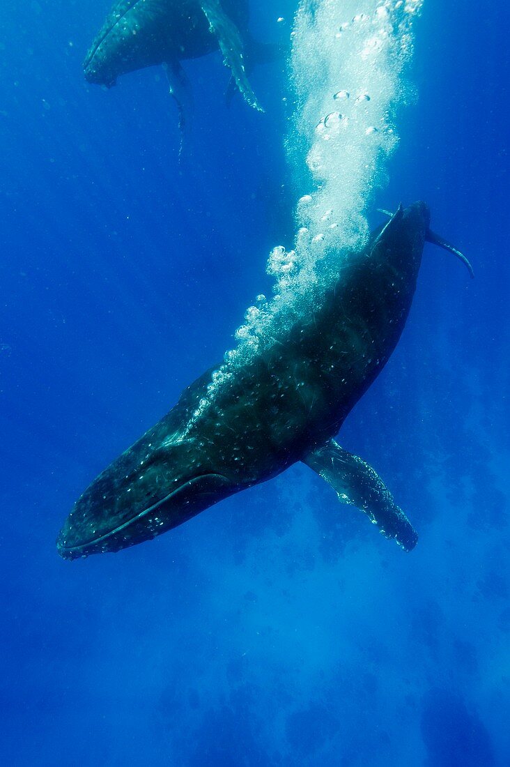 Humpback whale blowing bubbles
