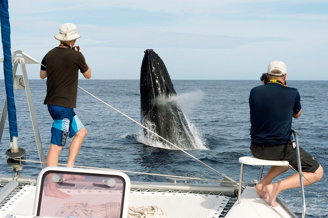 Photographing a breaching humpback whale