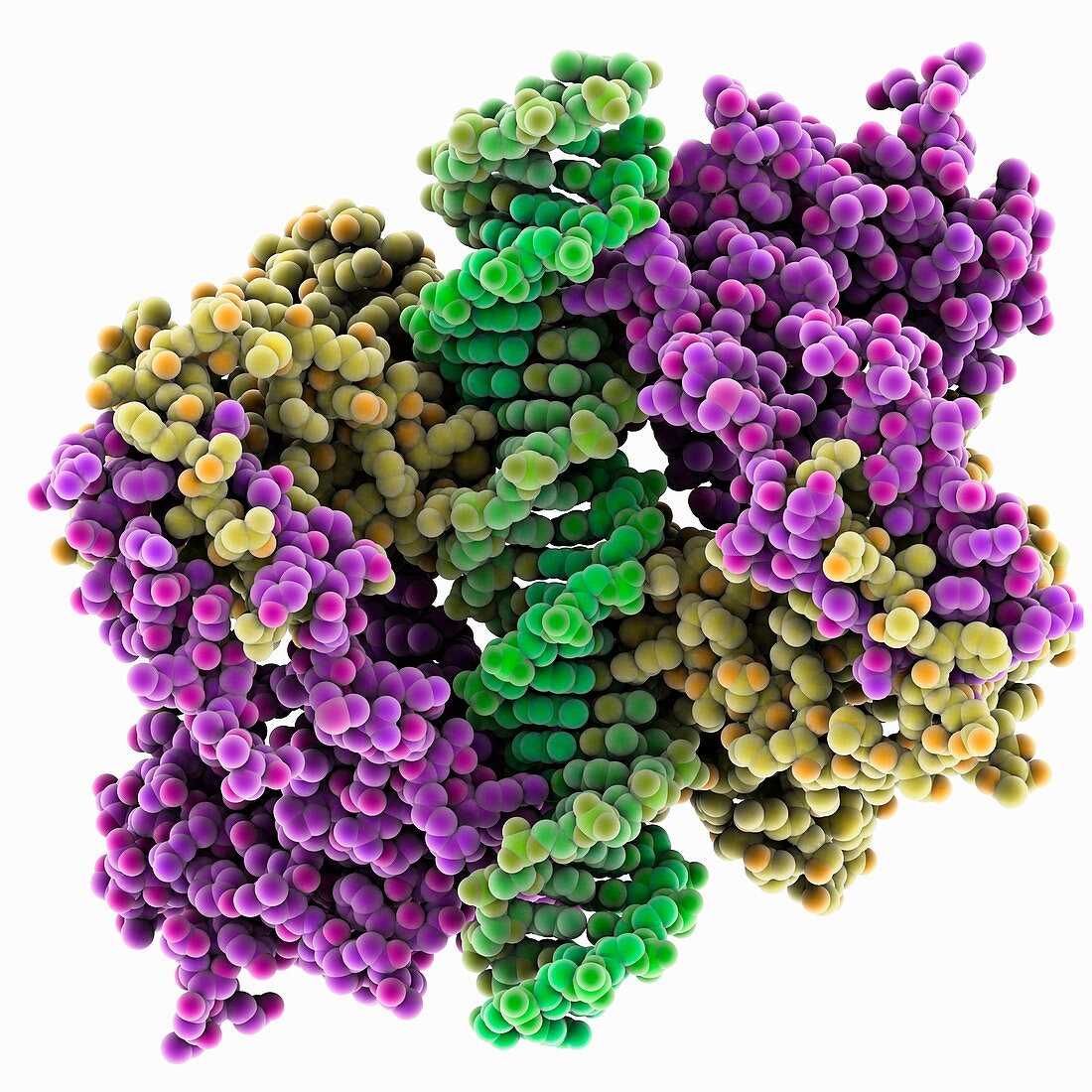 Engineered p53 DNA complex
