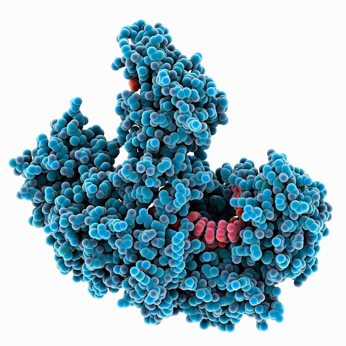 Human argonaute2 protein