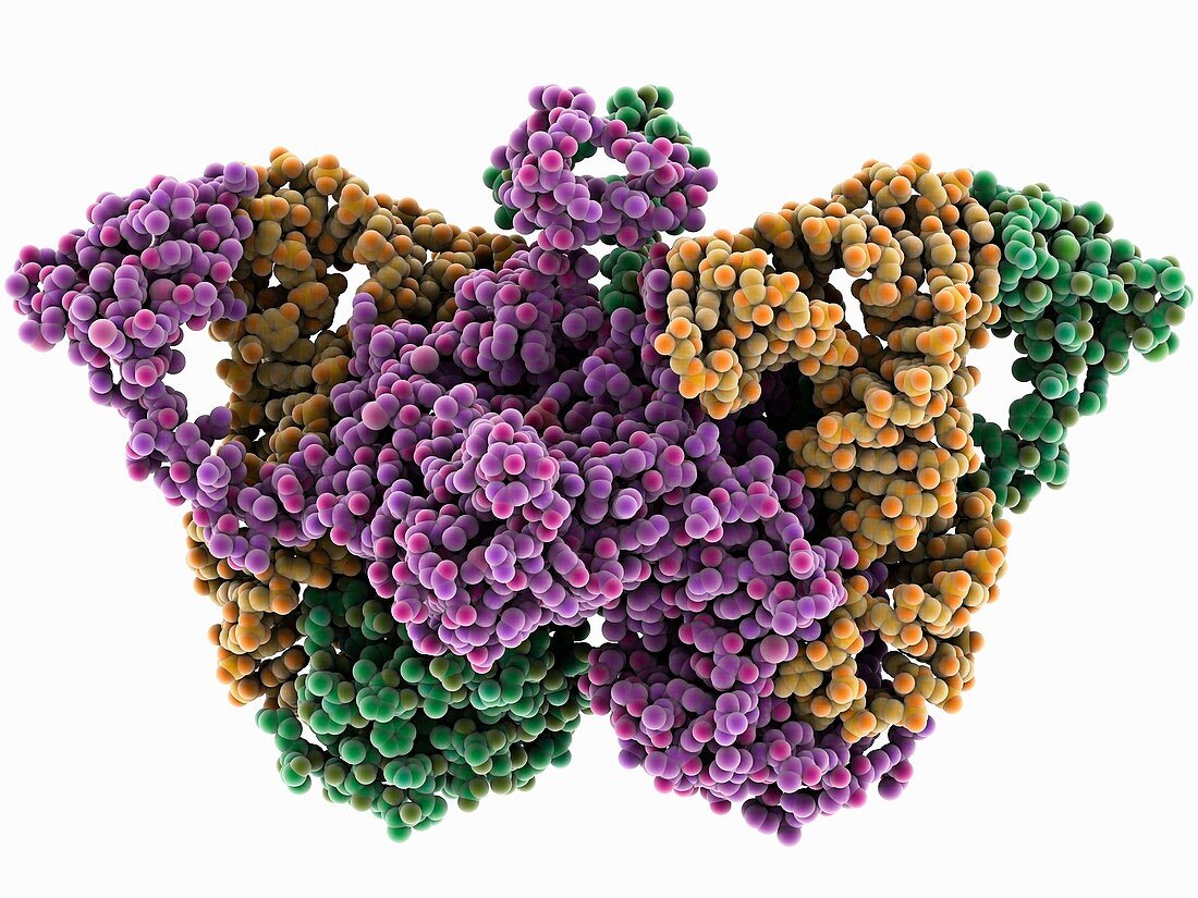 Glycyl-tRNA synthetase tRNA complex