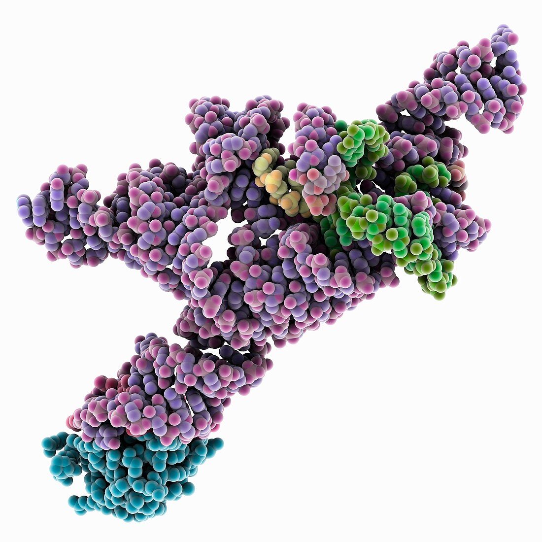 RNA kink turn structural motif