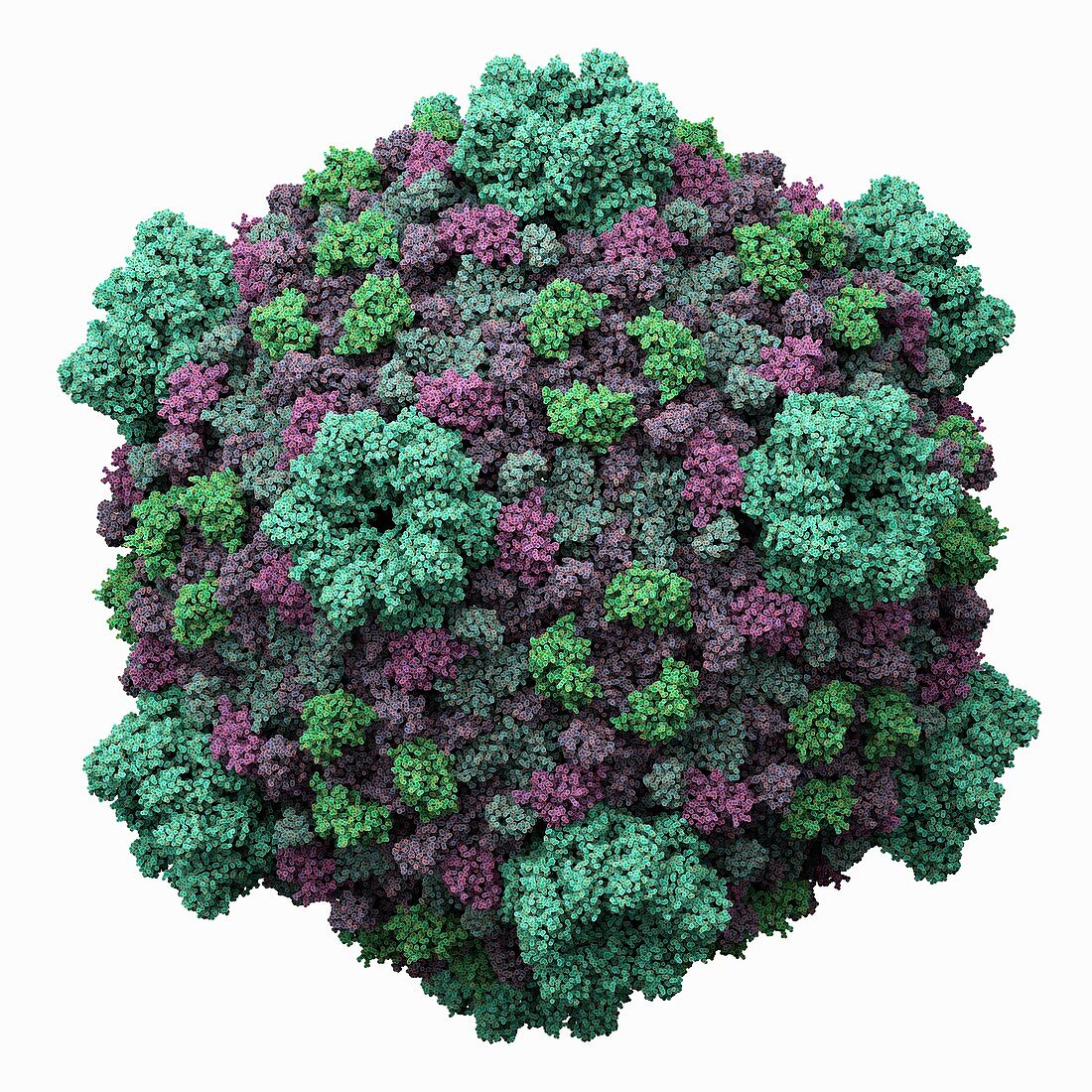 Cytoplasmic polyhedrosis virus (CPV)