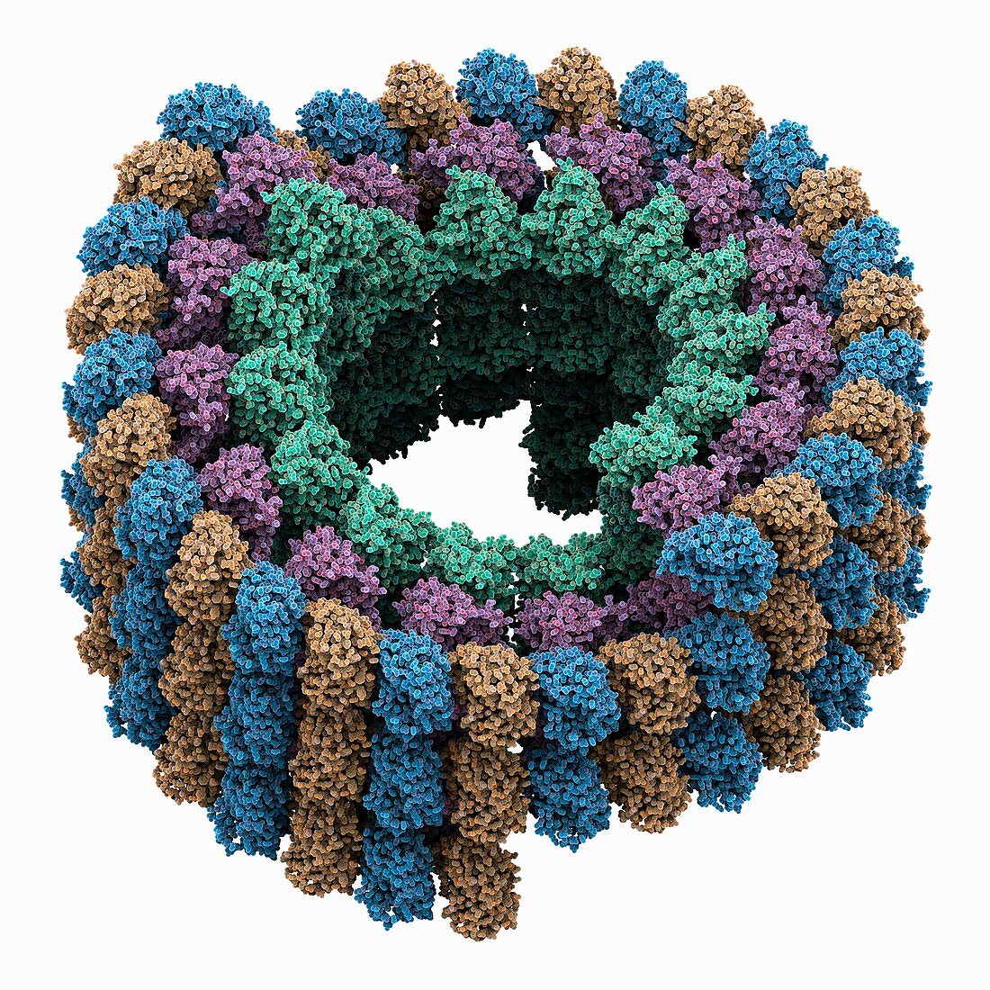 Kinesin complexed with tubulin