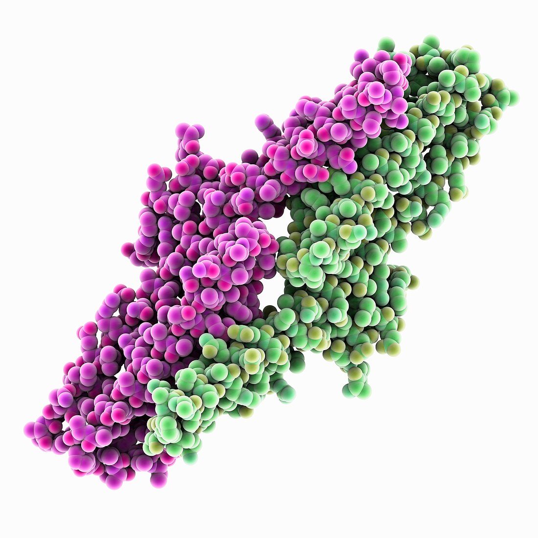 Amyloid precursor protein E2 domain