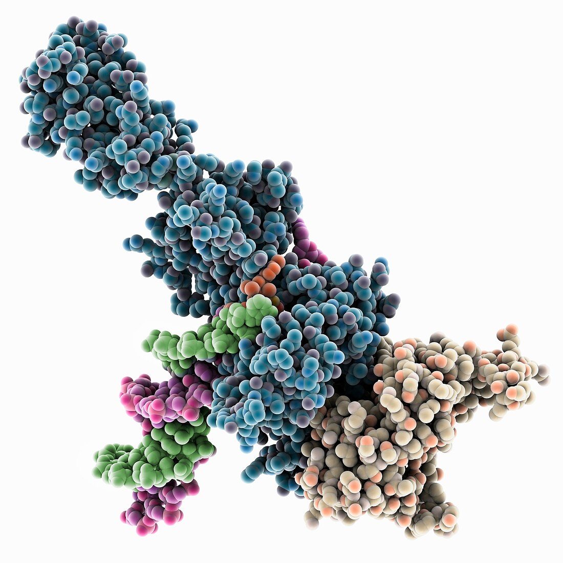 PFV virus integrase DNA complex