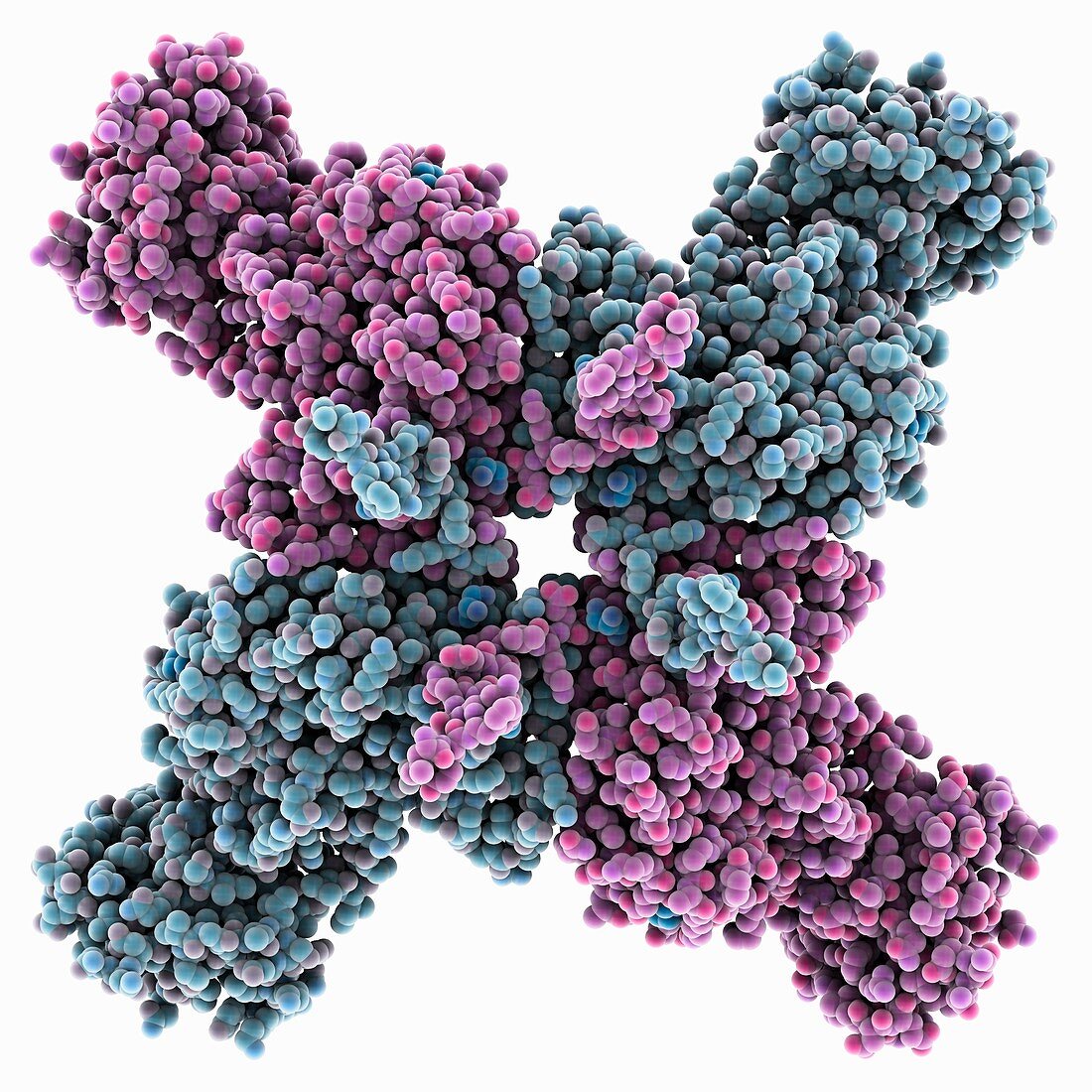 Anthrax IMPDH molecule