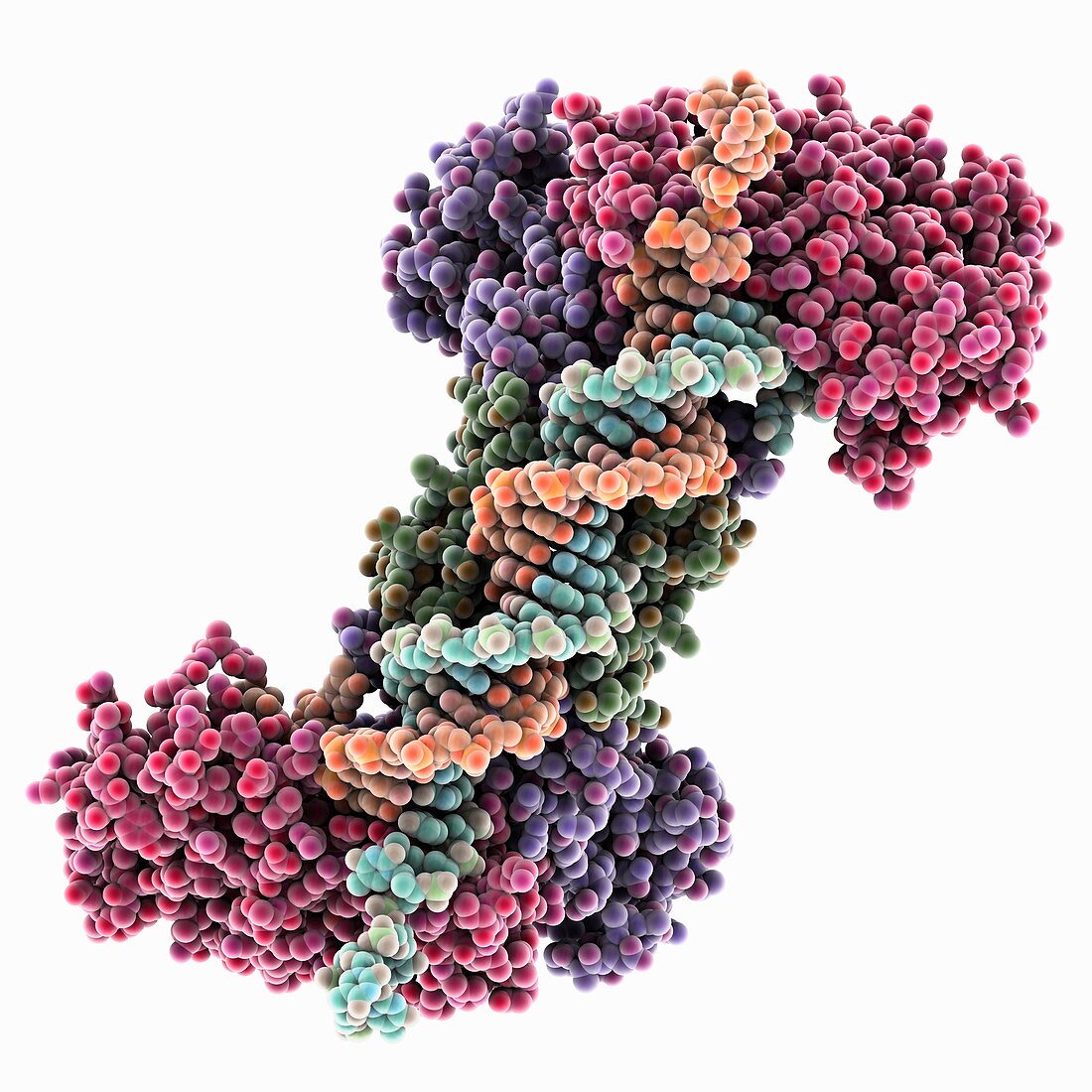 CRISPR endonuclease DNA complex