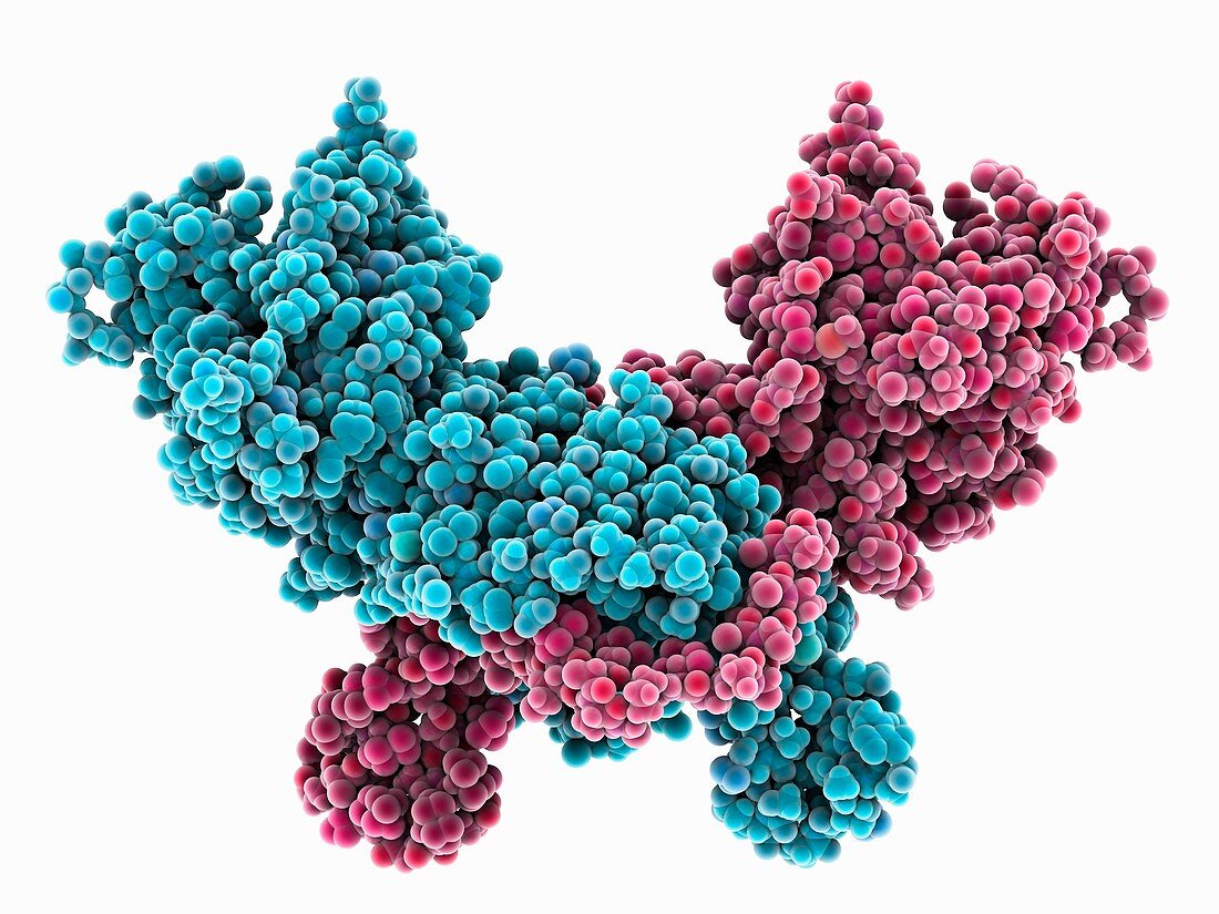 Measles virus nucleoprotein complex
