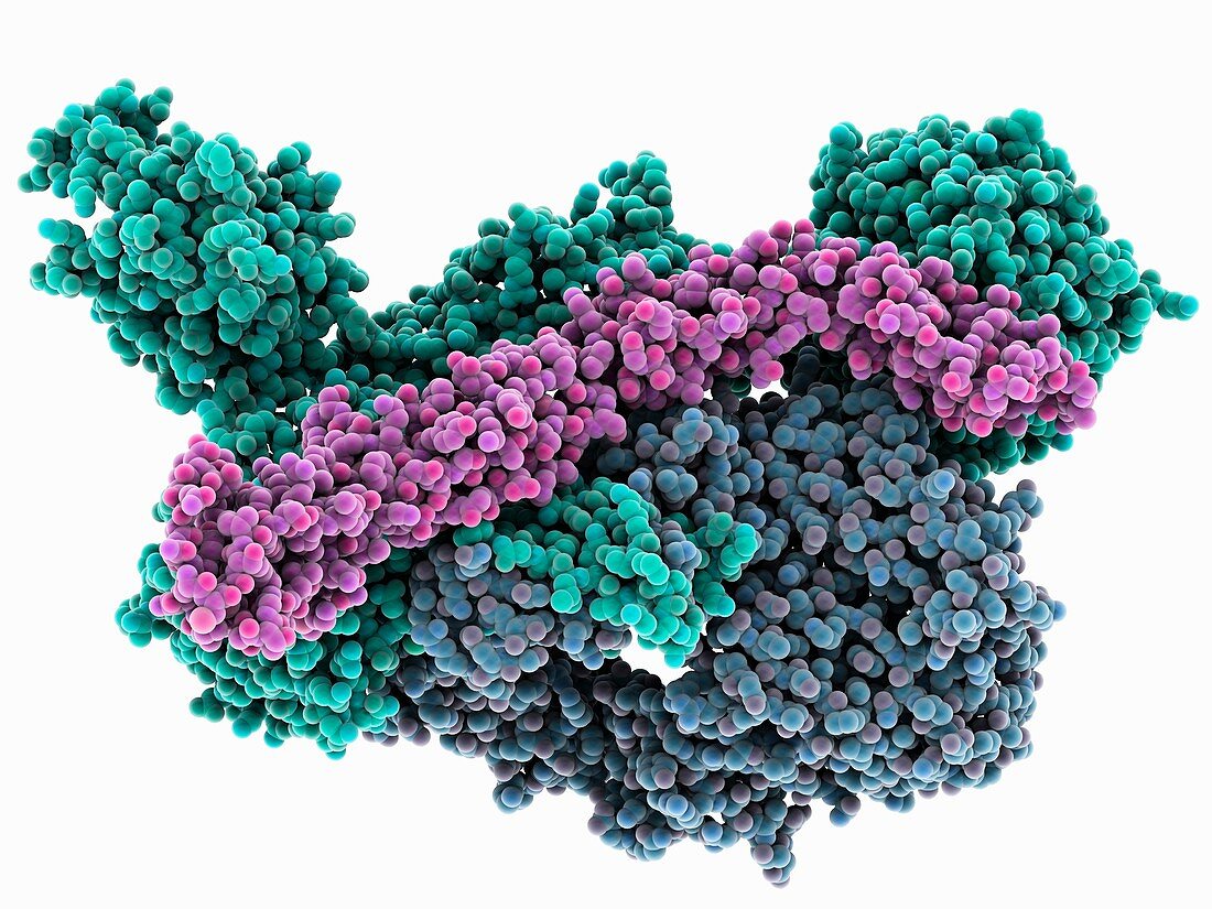 C3B complexed with smallpox inhibitor