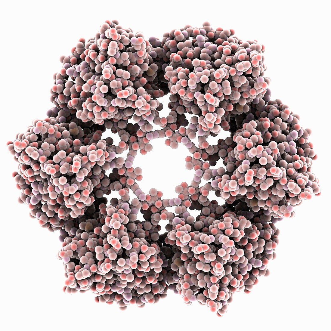 Toscana virus nucleocapsid protein