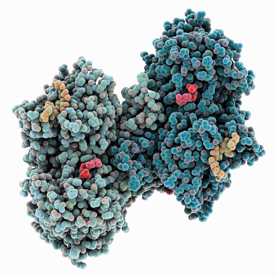 Glycogen phosphorylase complex