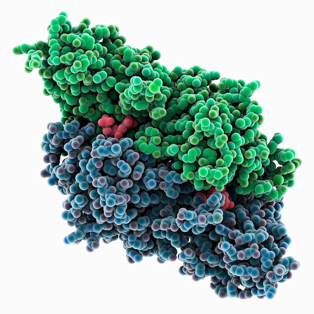 Bacterial rubisco molecule