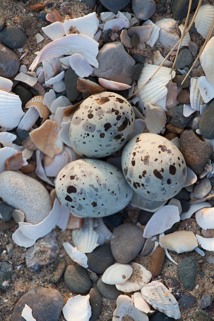 Little tern eggs