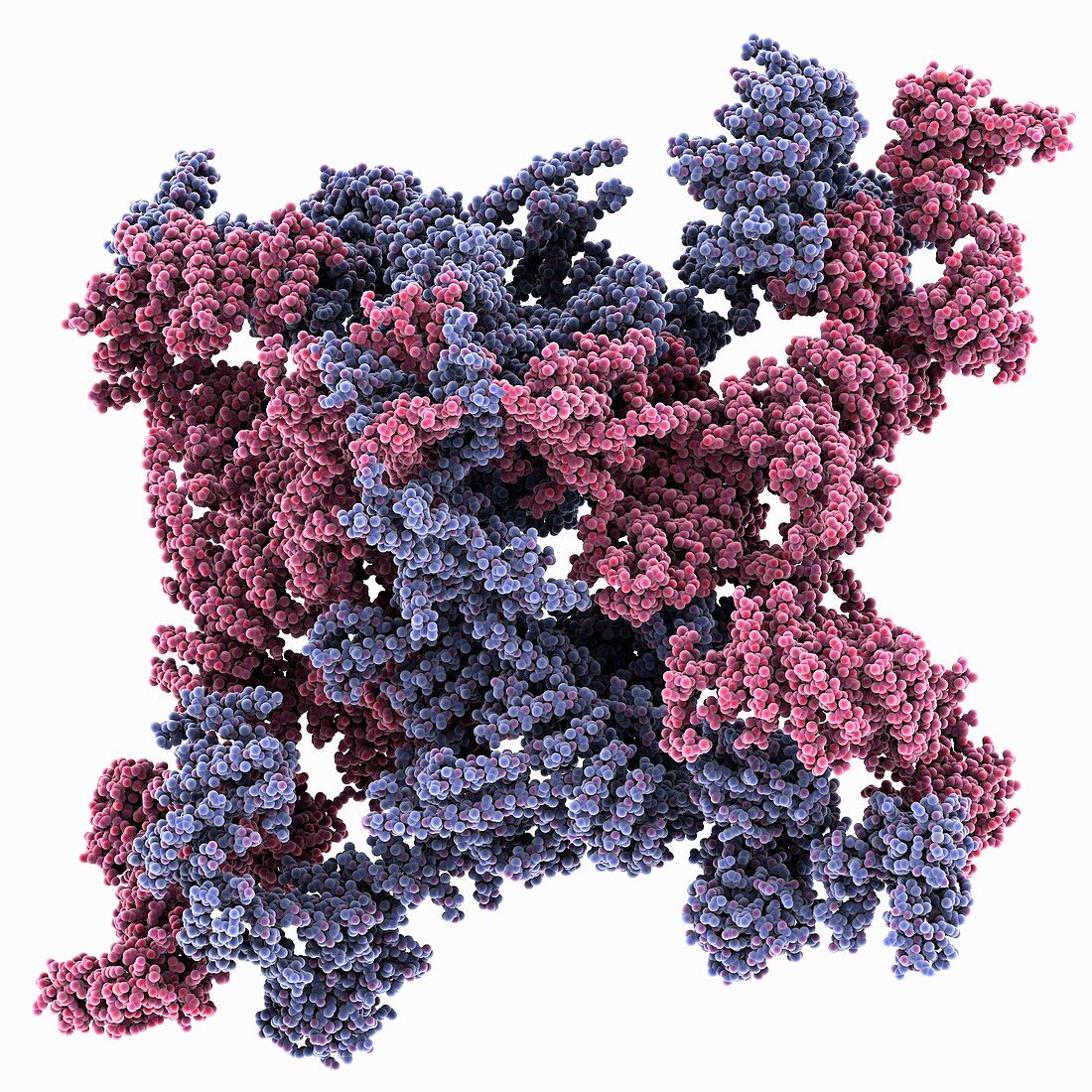 Ryanodine receptor molecule