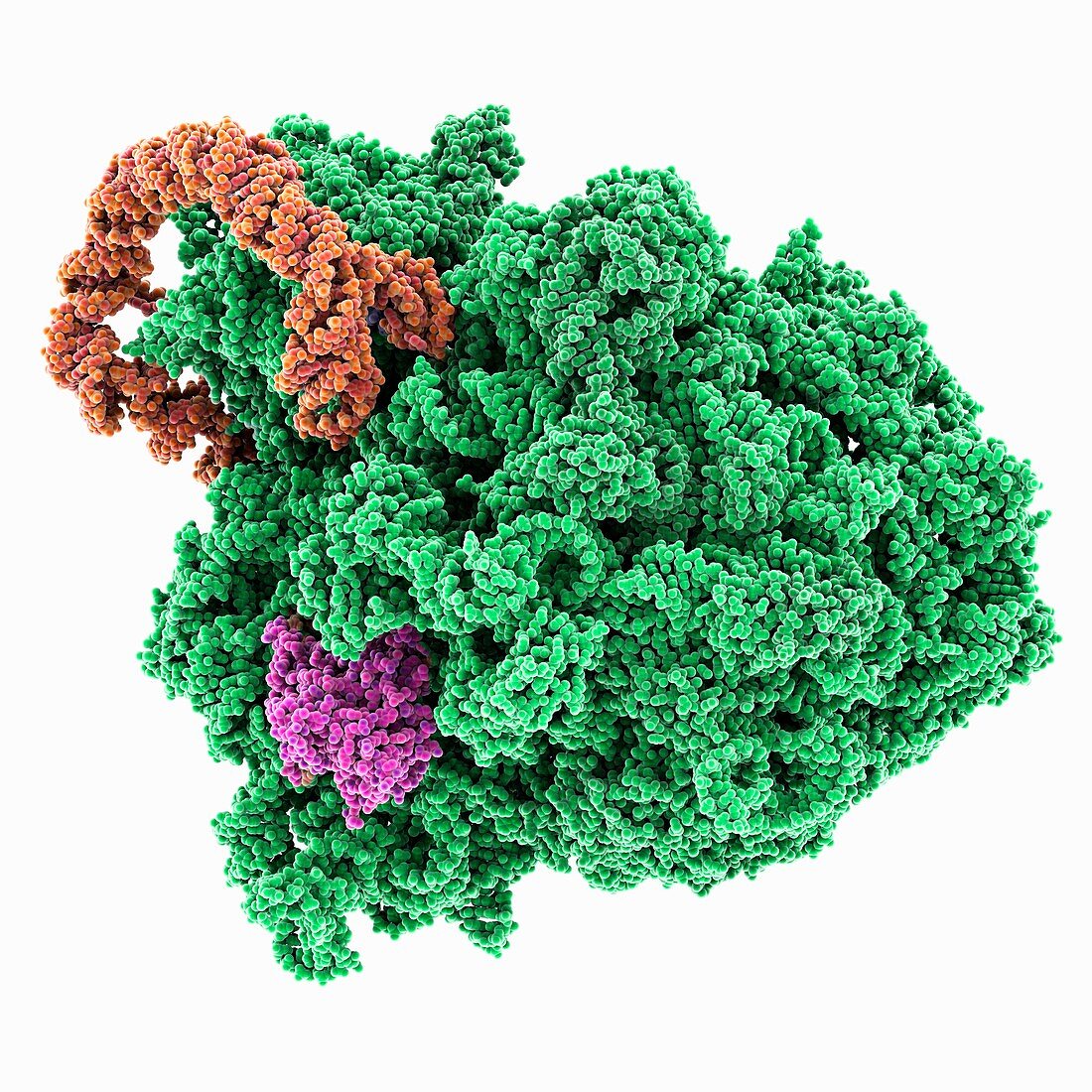 Ribosomal RNA complex