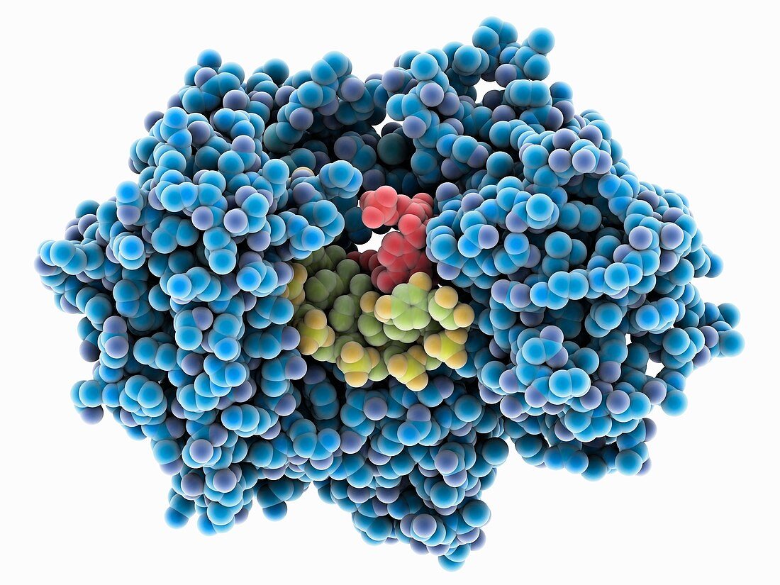 RNA-directed RNA polymerase complex