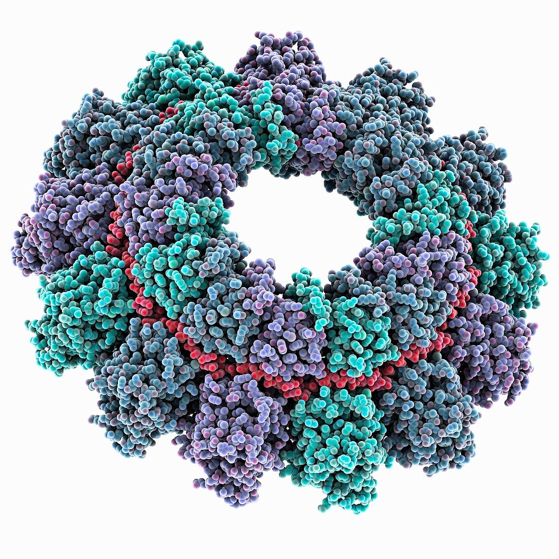 Parainfluenza virus 5 nucleoprotein