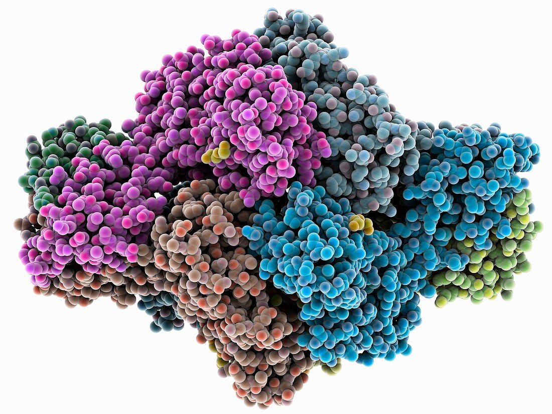 ATP phosphoribosyltransferase complex