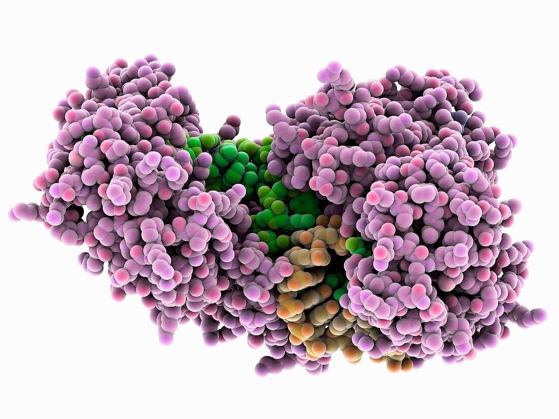 Human argonaute2 complex