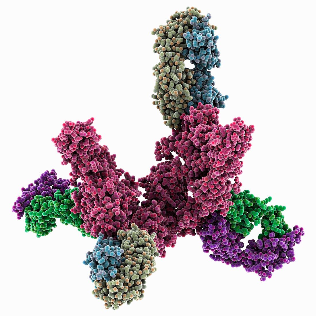 Human insulin receptor ectodomain molecule