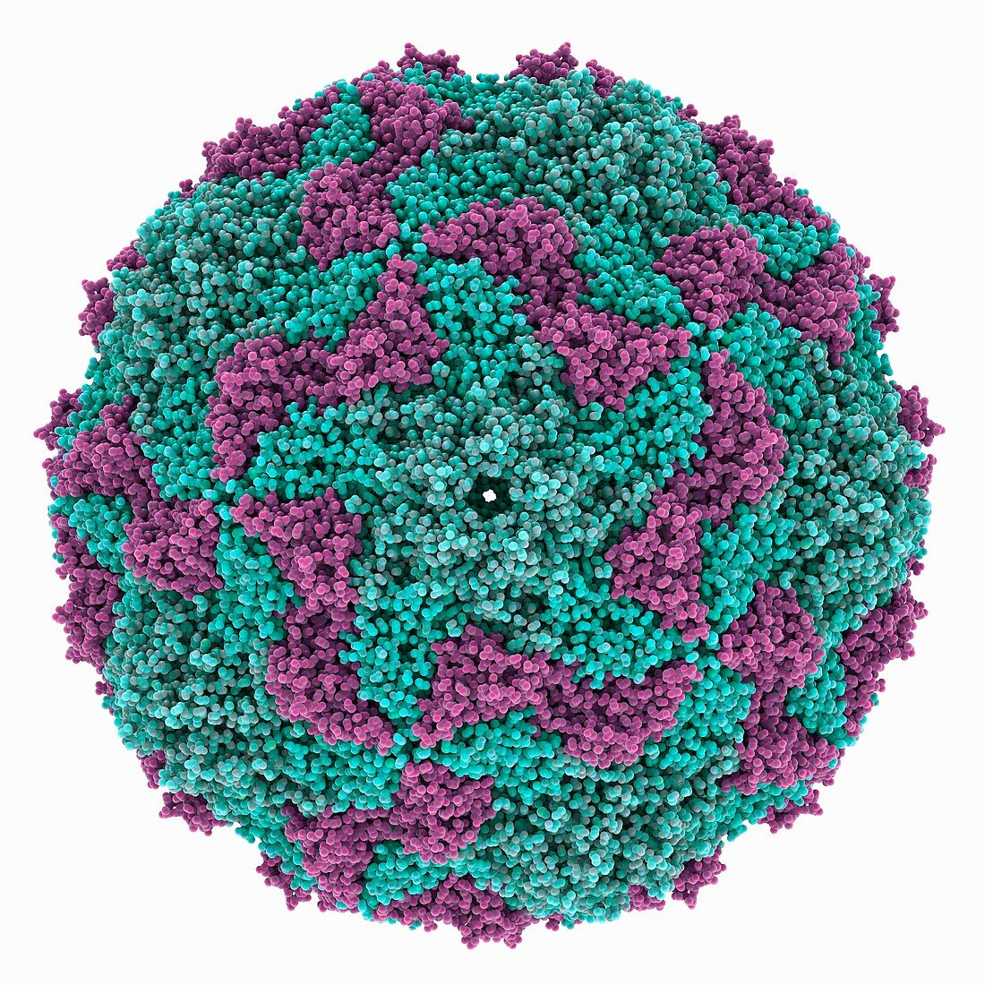 Human A capsid