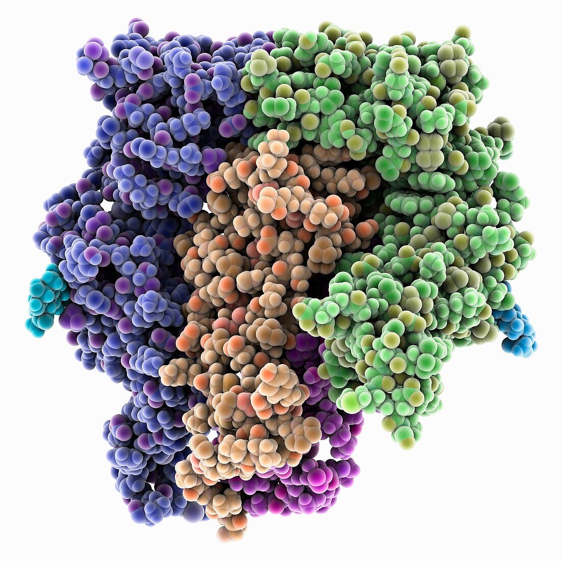 Receptor tyrosine kinase Torso complex