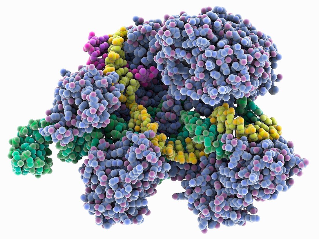 CRISPR Cas9 RNA DNA complex