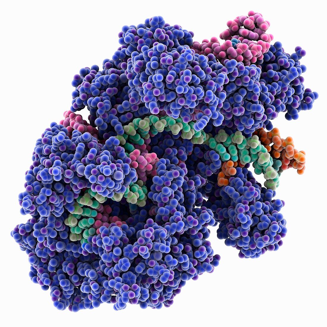 CRISPR Cas9 RNA-DNA complex