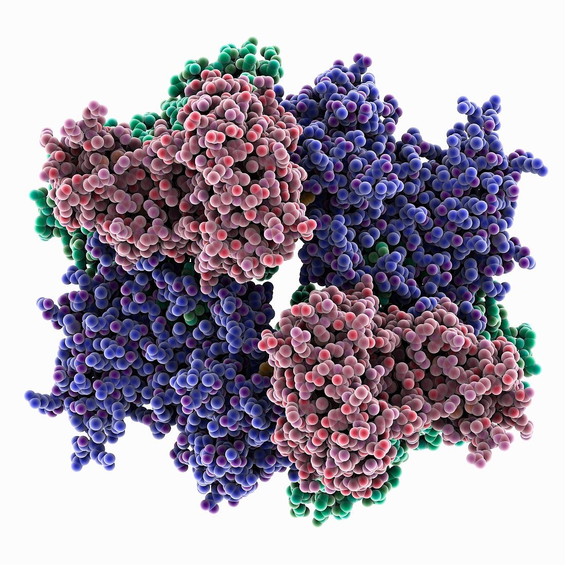 H1N1 influenza A virus nucleoprotein