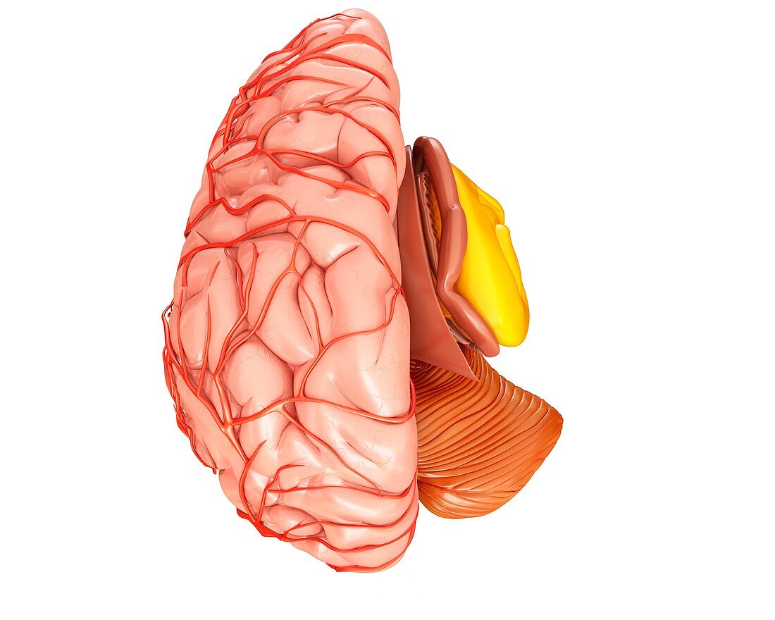 Human brain anatomy and arteries, illustration