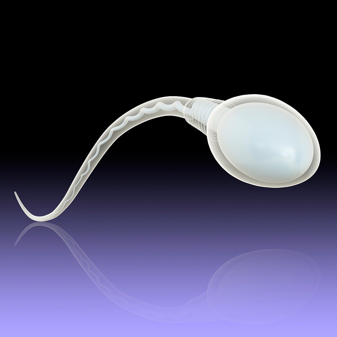 Sperm sex cell, illustration