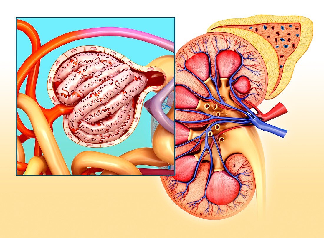 Glomerulus structure in a kidney, illustration