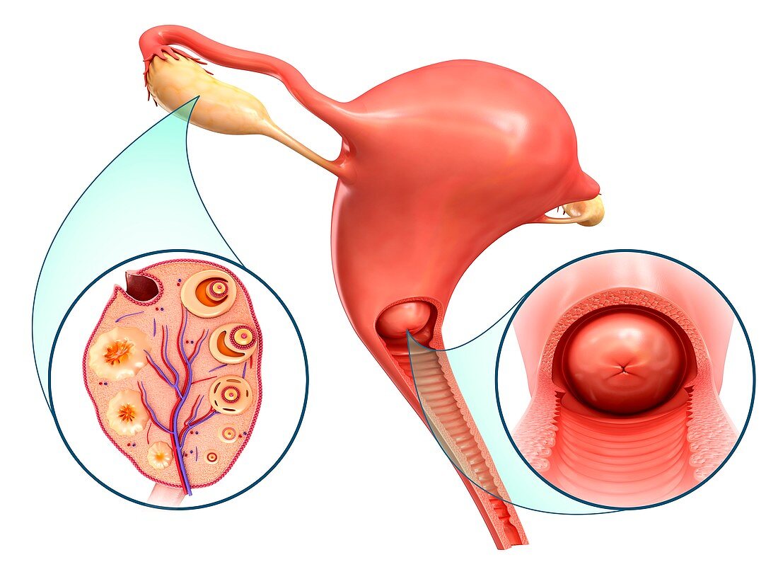 Ovarian cycle and cervix, illustration