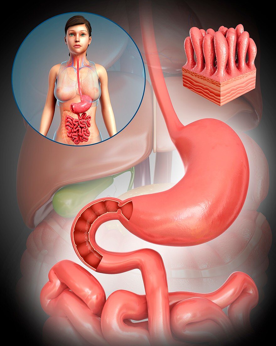 Female stomach and intestinal villi, illustration