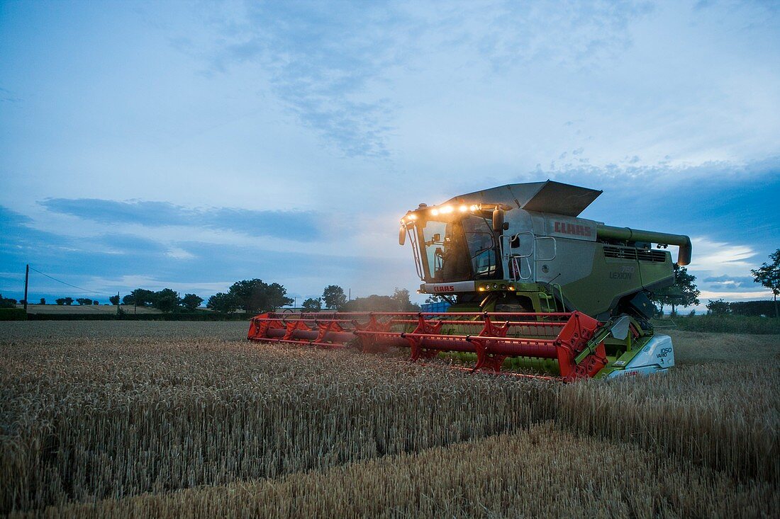 Wheat harvesting at dusk