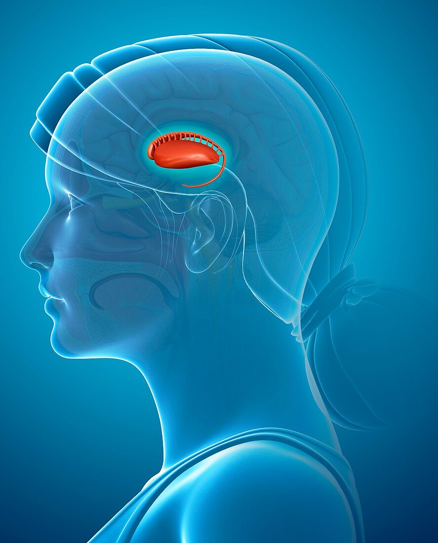 Caudate nucleus in the brain, illustration