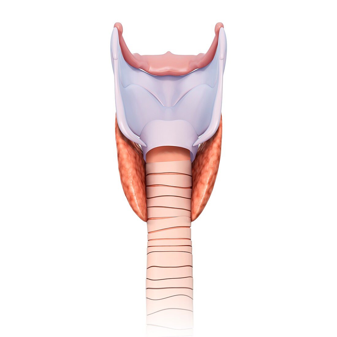 Thyroid cartilage, illustration
