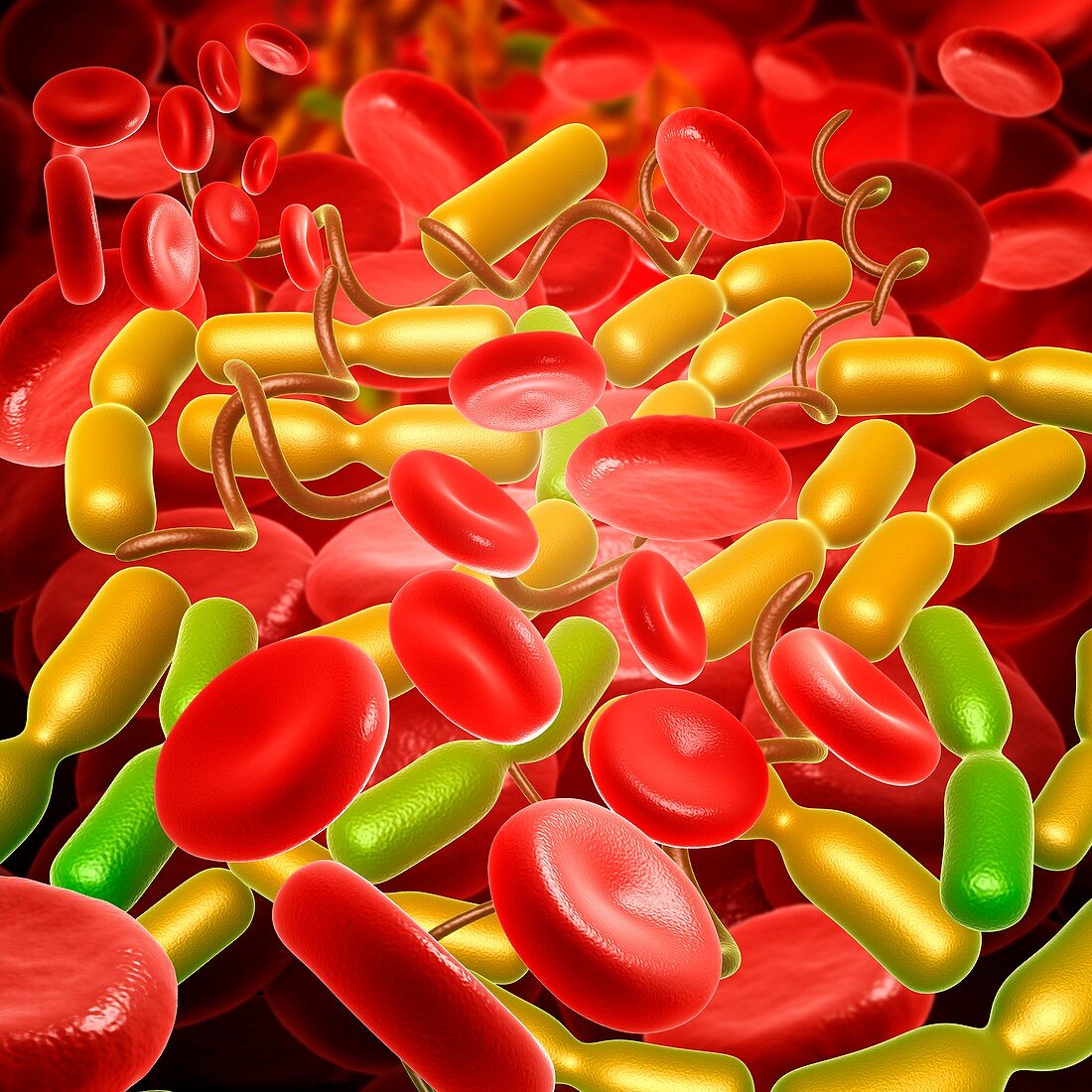 Yersinia pestis bacteria, illustration