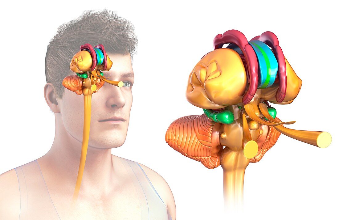 Human brain structures, illustration