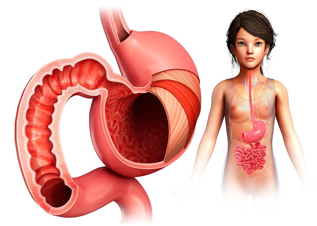 Child's stomach layers anatomy, illustration