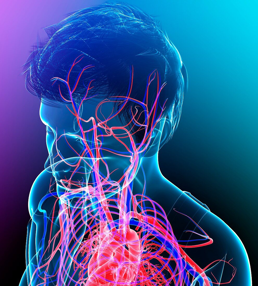 Male head and chest blood vessels, illustration